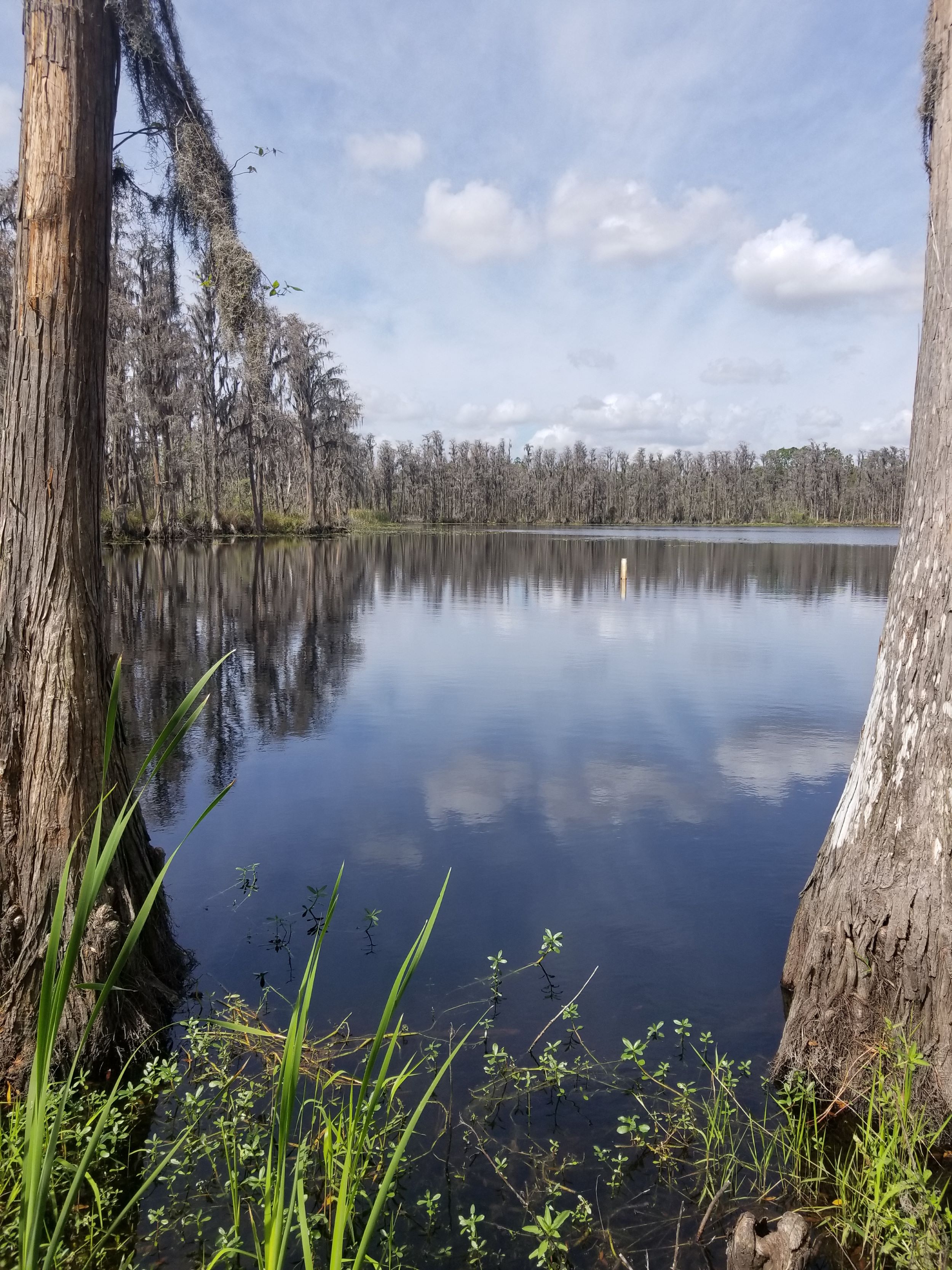 Lutz Fl. Shutterstock 1034051737 (1)